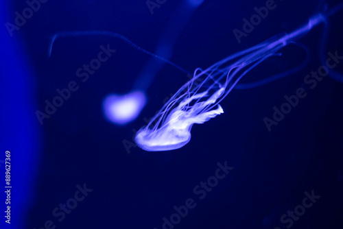 jelly fish in the aquarium