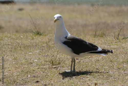 Herring gull, Larus argentatus, single bird on grass, Auckland