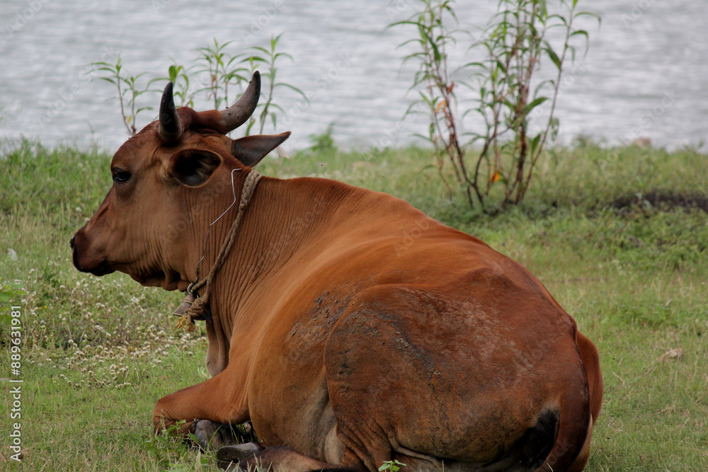 cow lying down on grass in farm field