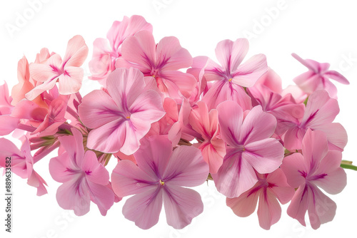 Pink Phlox Flowers Isolated on White Background
