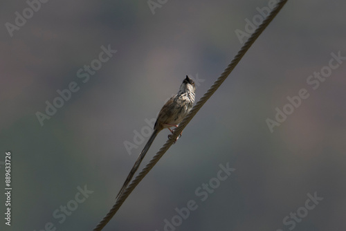 Himalayan prinia or Prinia crinigera in Binsar in Uttarakhand, India photo