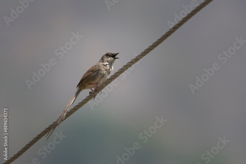 Himalayan prinia or Prinia crinigera in Binsar in Uttarakhand, India photo