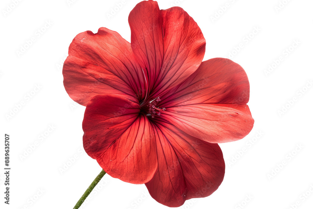 Red Geranium Bloom Close-Up Red Geranium Bloom Close-Up