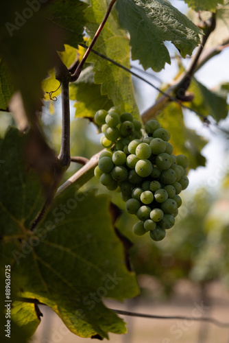 Grapes growing in the vineyard. photo