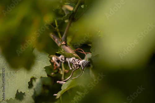 Close-up of a tangled grapevine twig.