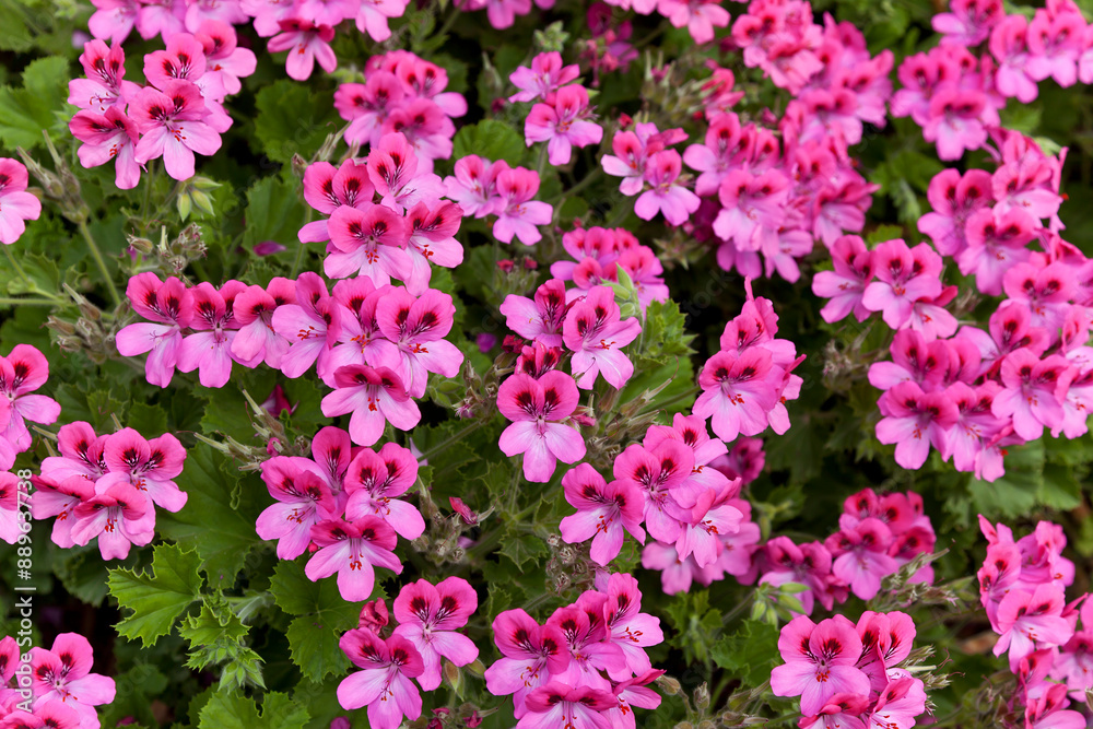 Blooming Pelargonium (lat. Pelargonium) in the park on a summer day Blooming Pelargonium (lat. Pelargonium) in the park on a summer day