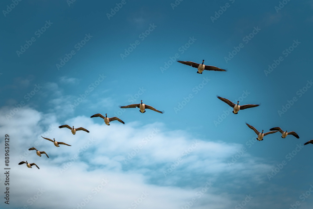 Fototapeta premium geease in the sky