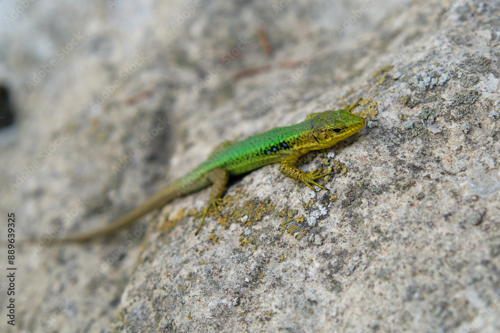a bright green lizard on a stone a bright green lizard on a stone