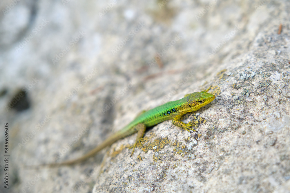 a bright green lizard on a stone a bright green lizard on a stone