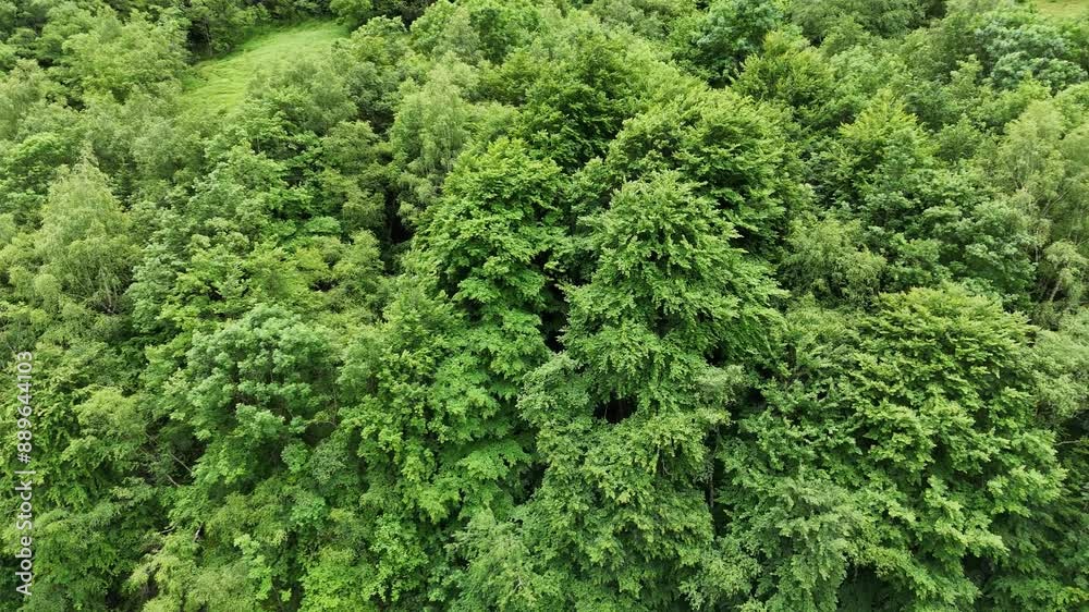 Fir forest in summer in the Pyrenees mountains in France, seen from the sky Fir forest in summer in the Pyrenees mountains in France, seen from the sky