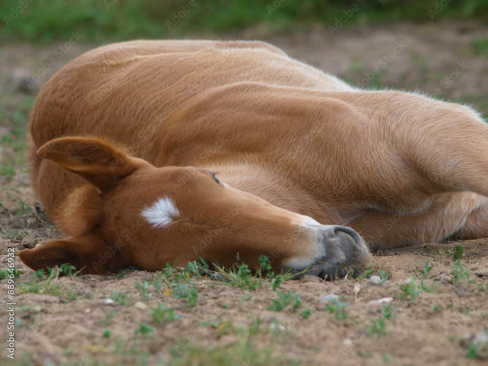 Fototapeta premium Sleeping Foal