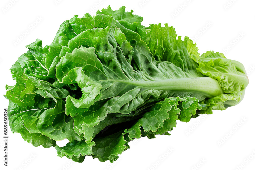 Single Romaine Lettuce Head Single Romaine Lettuce Head