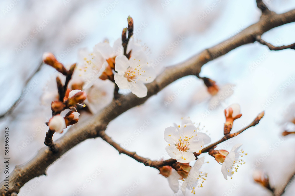 Closeup of white blossoms on a twig in natural landscape Closeup of white blossoms on a twig in natural landscape