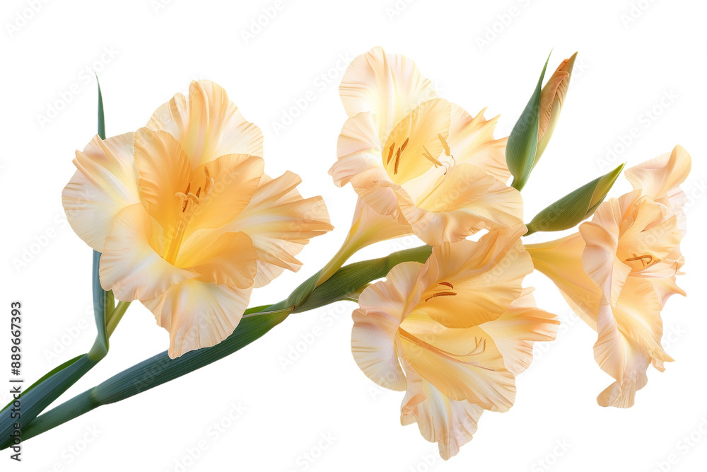 Fototapeta premium Yellow Gladiolus Flower Stem