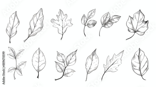 Hand Drawn Leaves Vector Illustration Handdrawn Vector