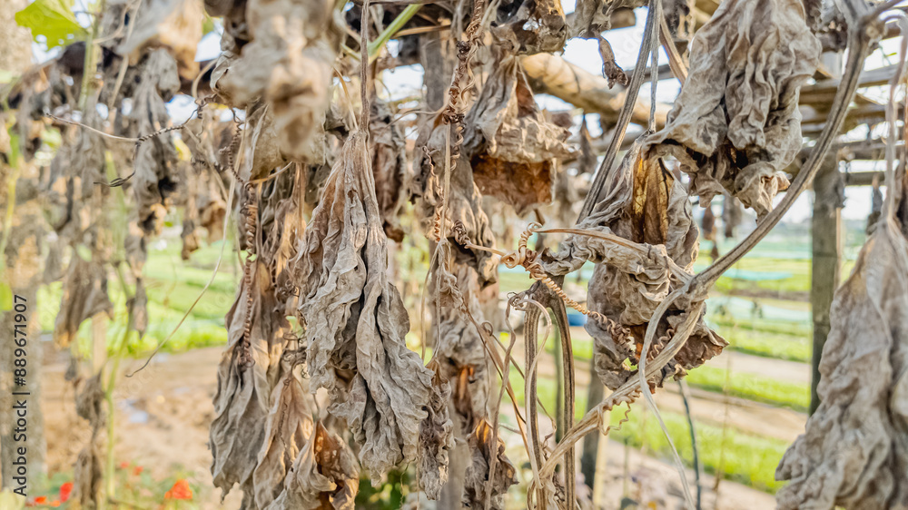 Dried, withered plants hanging in a garden signify the adverse effects of drought on agriculture Dried, withered plants hanging in a garden signify the adverse effects of drought on agriculture