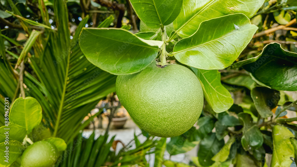 A large green calabash fruit hangs from a tree, symbolizing tropical agriculture and sustainable farming in Caribbean regions A large green calabash fruit hangs from a tree, symbolizing tropical agriculture and sustainable farming in Caribbean regions