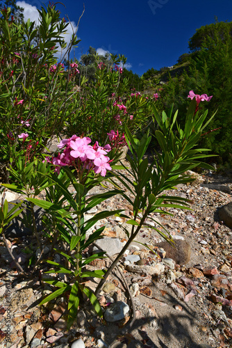 Oleander (Nerium oleander) - Milos (island), Greece photo