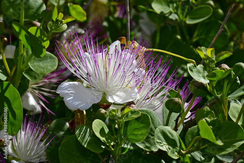 Blüte der Kaper / Echter Kapernstrauch // Flower of the caper / Caper bush (Capparis spinosa) photo