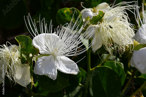 Blüte der Kaper / Echter Kapernstrauch // Flower of the caper / Caper bush (Capparis spinosa) photo