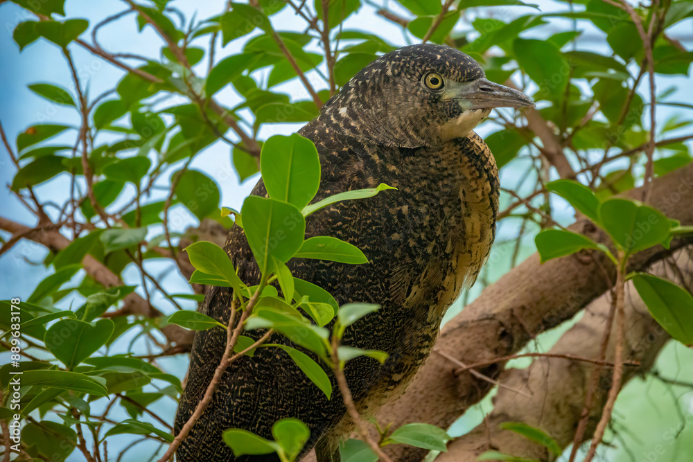 Closeup of a juvenile Black-crowned night-heron (Nycticorax nycticorax), Beitou, Taipei, Taiwan Closeup of a juvenile Black-crowned night-heron (Nycticorax nycticorax), Beitou, Taipei, Taiwan