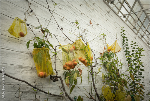 Peach trees with yellow net bags catching falling fruit