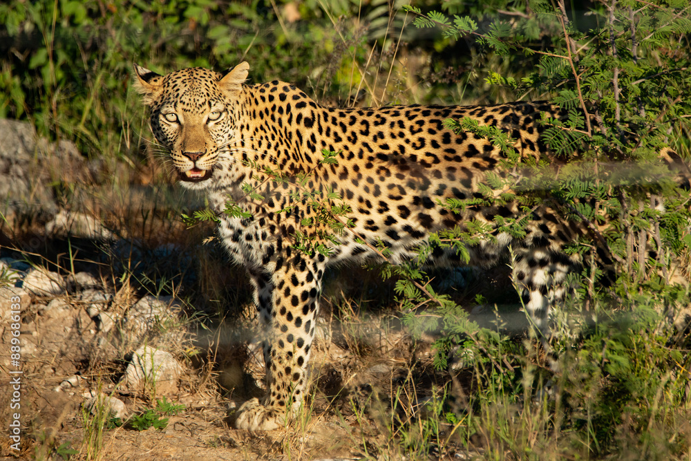 Fototapeta premium Beautiful leopard in African wilderness