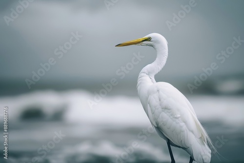 Beautiful white egret close-up shot on beach with blurred background, offering detailed portrait of exotic bird with copy space for text © Livinskiy