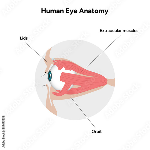 Human Eye Anatomy, medical illustration infographic