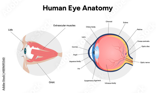 Human Eye Anatomy, medical illustration infographic