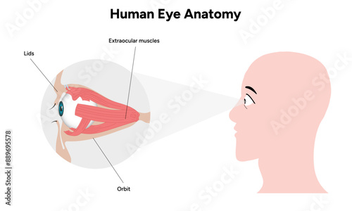 Human Eye Anatomy, medical illustration infographic