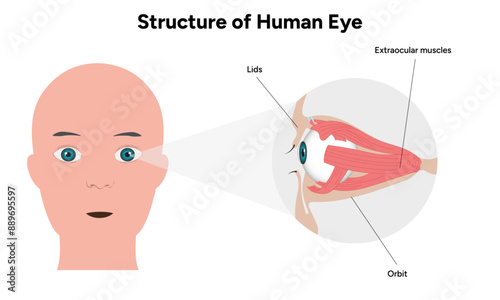 Human Eye Anatomy, medical illustration infographic