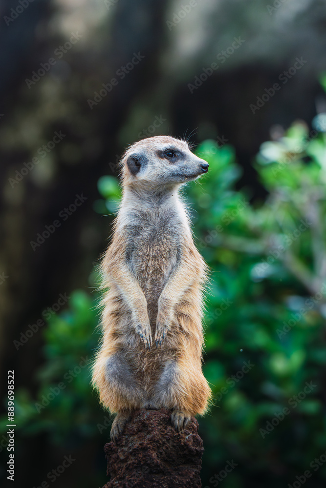 A meerkat stands upright on a rock, attentively watching its surroundings, with lush green foliage in the background A meerkat stands upright on a rock, attentively watching its surroundings, with lush green foliage in the background