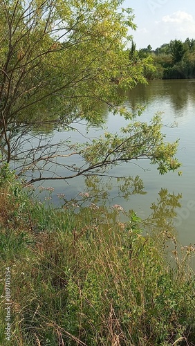 lake in the forest