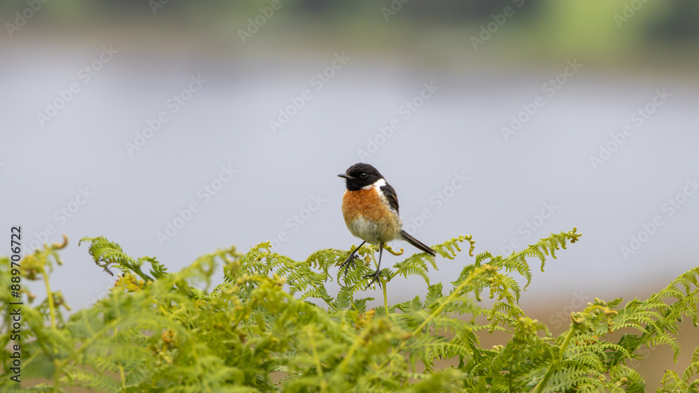 Male European stonechat (Saxicola rubicola) perched on the bush branch, with bright background, highlands, Scotland Male European stonechat (Saxicola rubicola) perched on the bush branch, with bright background, highlands, Scotland