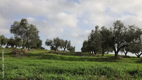 Windy rural field of trees. Italian countryside orchard. Stop motion moving image clip mp4.