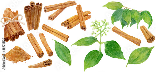 シナモンの水彩イラストセット　シナモンスティック・シナモンパウダー・花・葉