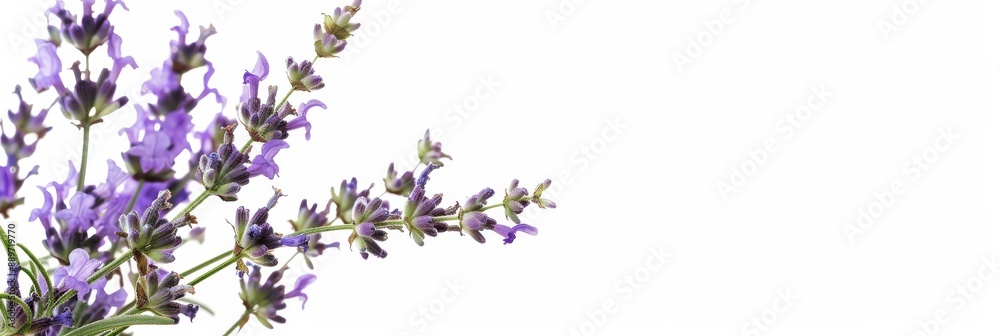 A single lavender plant with purple flowers and green stems is isolated against a white background. The plant is in focus, and the background is blurred A single lavender plant with purple flowers and green stems is isolated against a white background. The plant is in focus, and the background is blurred