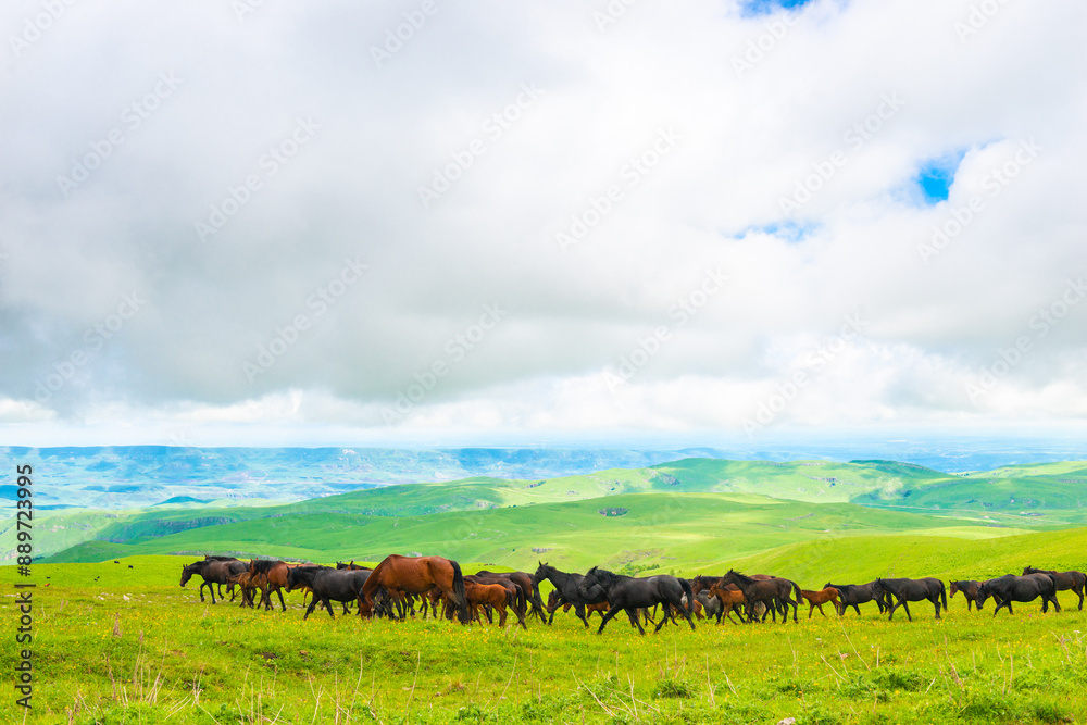 A herd of horses graze on a picturesque pasture high in the mountains. Caucasus