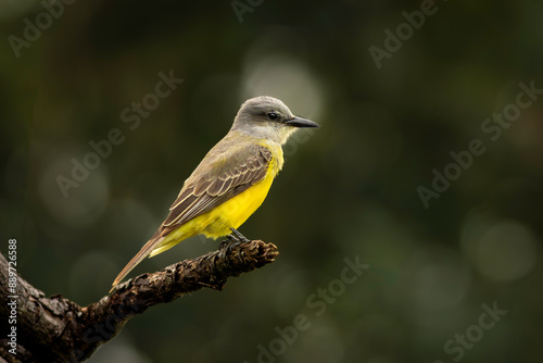 A vividly colored Tropical Kingbird perched on a limb with a beautifully subdued green background.