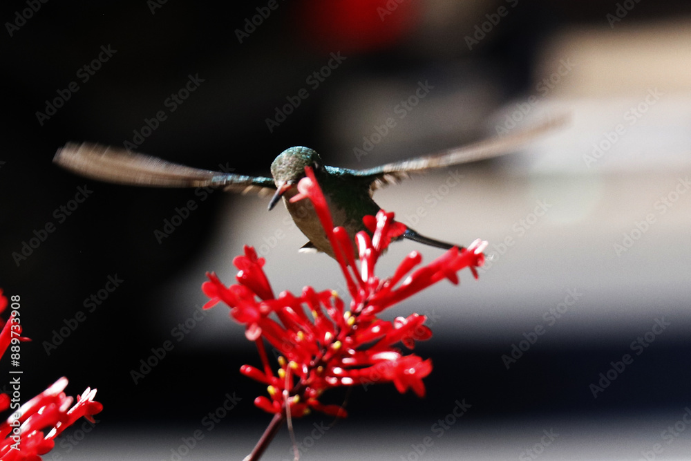 Hummingbird feeding on the nectar of flowers Hummingbird feeding on the nectar of flowers