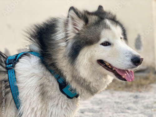 Fotografía A beautifully thick‑coated arctic dog resembling Siberian Husky or Alaskan Malamute, showcasing strong northern‑breed features