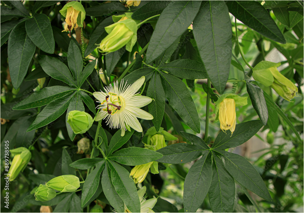Cream and purple passion flower with leaves Cream and purple passion flower with leaves