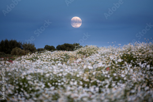 Konstfotografi A glowing full moon rises in the twilight sky over on a rustic field with flowers