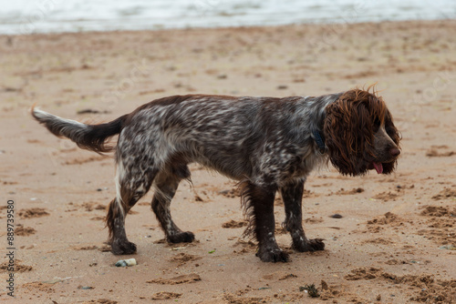 A roan cocker spaniel on a sandy beach on a lovely summers day in Scotland photo