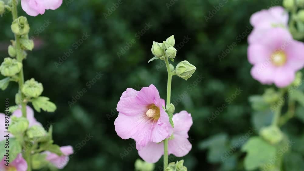 Alcea rosea threeflowers-sunlight. Alcea rosea (Common or Garden hollyhock, Rose mallow, Hibiscus) is an ornamental dicot flowering plant in the family Malvaceae. Alcea rosea threeflowers-sunlight. Alcea rosea (Common or Garden hollyhock, Rose mallow, Hibiscus) is an ornamental dicot flowering plant in the family Malvaceae.
