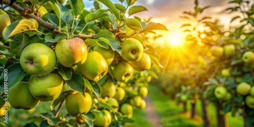 Ripe red apples hanging from branches in an orchard at sunset