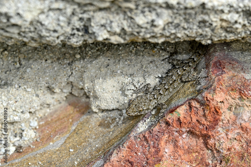 Ägäischer Nacktfinger, Ägäischer Nacktfinger-Gecko // Kotschy's gecko (Mediodactylus kotschyi) - Milos, Greece Ägäischer Nacktfinger, Ägäischer Nacktfinger-Gecko // Kotschy's gecko (Mediodactylus kotschyi) - Milos, Greece