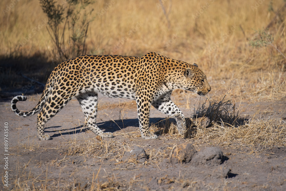 Naklejka premium Africa wildlife. Panthera leopard, Panthera pardus, levhart, predator native Africa, Botswana. Wildlife, typical environment of leopard subspecies. On the rock. National park Moremi, Okavango, Kwai. 