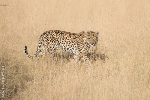 Africa wildlife. Panthera leopard, Panthera pardus, levhart, predator native Africa, Botswana. Wildlife, typical environment of leopard subspecies. On the rock. National park Moremi, Okavango, Kwai.
 photo